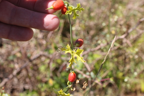 Corallocarpus epigaeus — photo