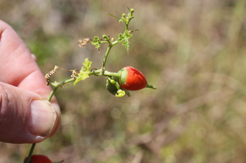 Corallocarpus epigaeus — photo