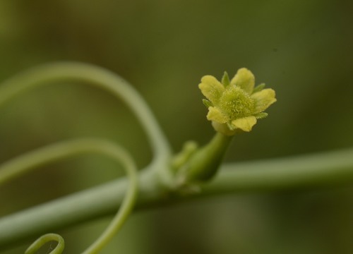 Corallocarpus epigaeus