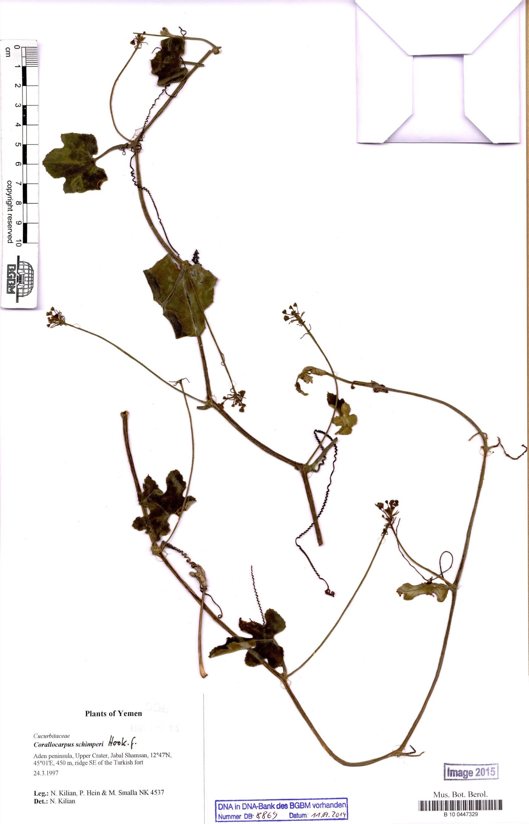 Corallocarpus schimperi