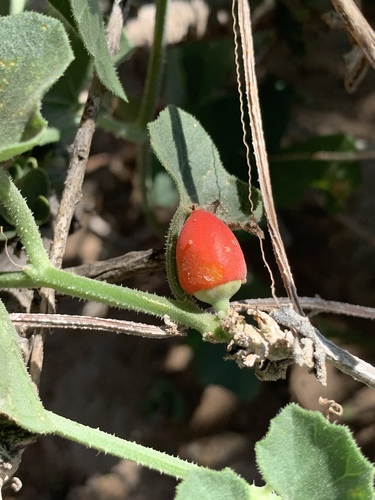 Corallocarpus triangularis — photo