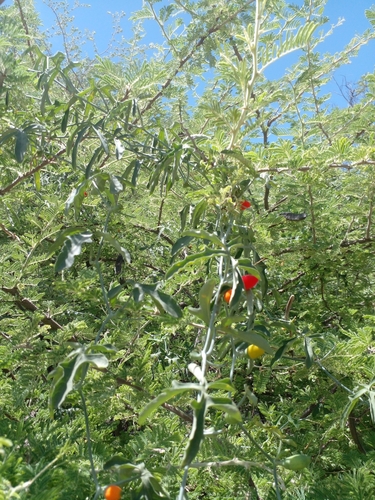 Corallocarpus welwitschii — photo