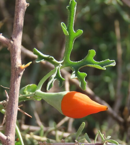 Corallocarpus welwitschii