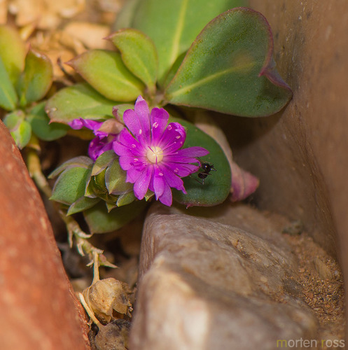 Lophiocarpaceae