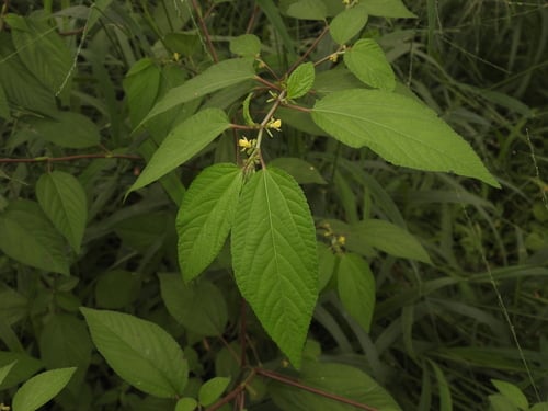 Corchorus aestuans (West African mallow) — photo