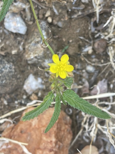 Corchorus asplenifolius (Wild jute) — photo