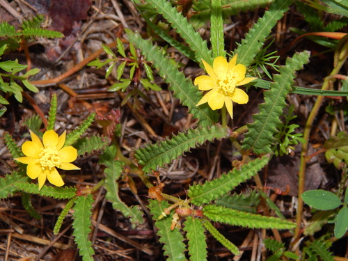 Corchorus asplenifolius