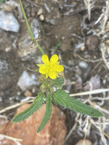 Corchorus asplenifolius (Wild jute) — photo