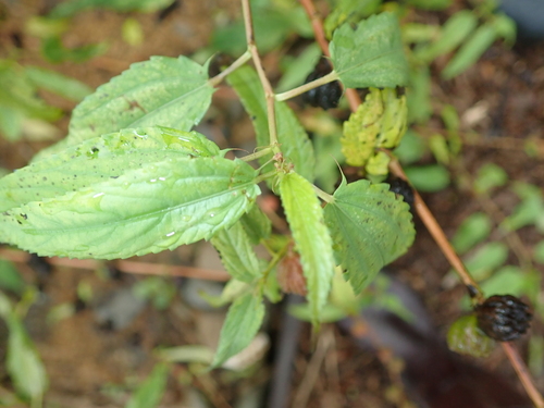 Corchorus capsularis (White Jute) — photo