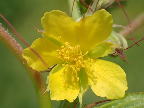 Corchorus capsularis
