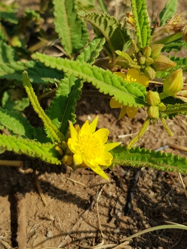 Corchorus confusus (Guxe) — photo