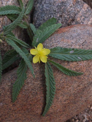 Corchorus confusus
