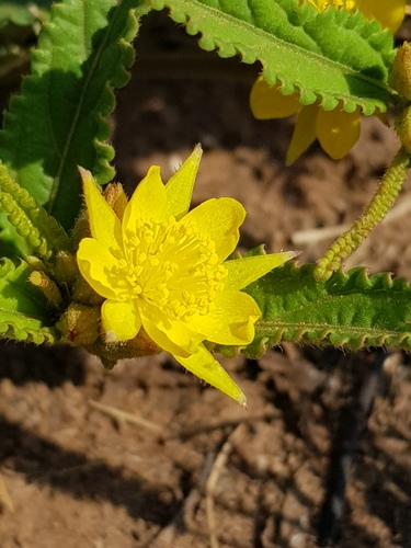 Corchorus confusus (Guxe) — photo
