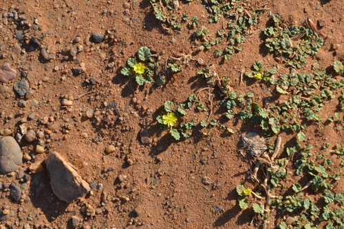 Corchorus depressus — photo