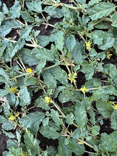 Corchorus depressus