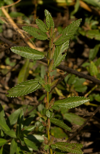 Corchorus fascicularis — photo