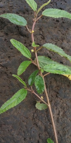 Corchorus fascicularis