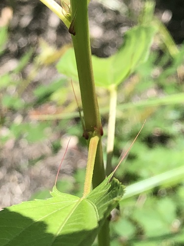 Corchorus olitorius (Jute) — photo