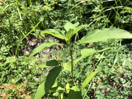 Corchorus olitorius (Jute) — photo