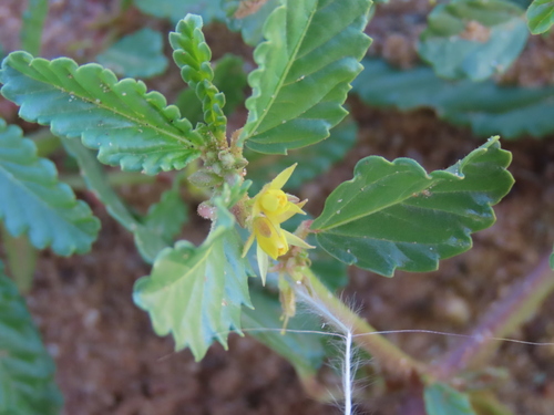 Corchorus schimperi (Horn-fruited jute) — photo