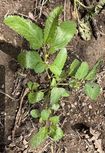 Corchorus schimperi