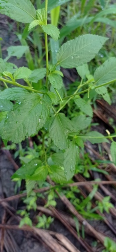 Corchorus siliquosus (American jute) — photo
