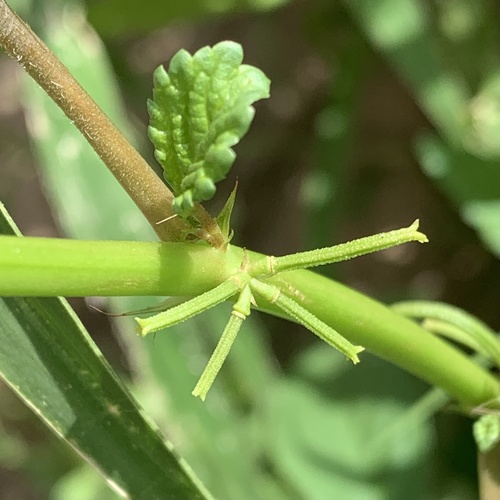 Corchorus tridens (Horne-fruited jute) — photo