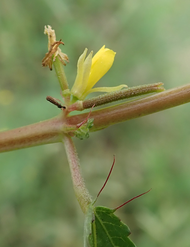 Corchorus tridens (Horne-fruited jute) — photo