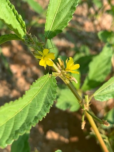 Corchorus tridens