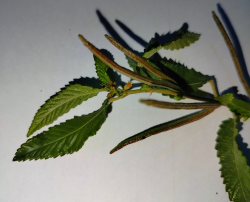 Corchorus trilocularis — photo