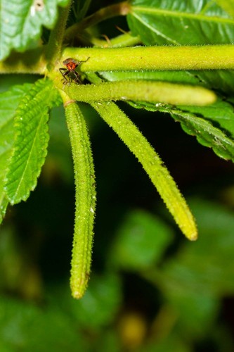 Corchorus trilocularis — photo