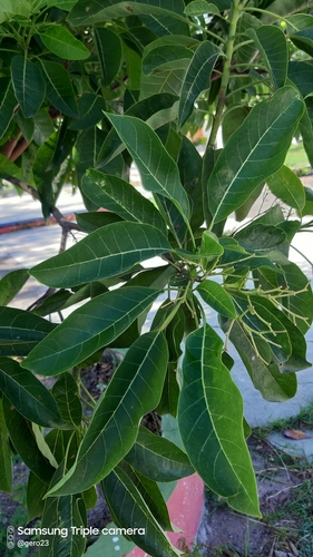 Cordia acutifolia (Acute leaf cordia) — photo