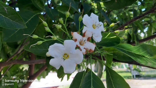 Cordia acutifolia