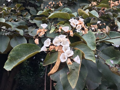Cordia africana (Large-leafed cordia) — photo