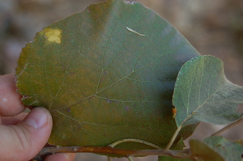 Cordia africana (Large-leafed cordia) — photo
