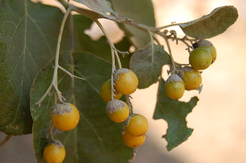 Cordia africana