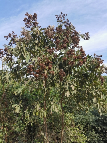 Cordia alliodora (Ecuador laurel) — photo