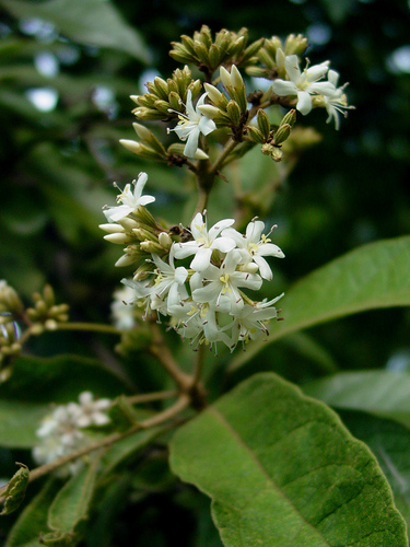 Cordia alliodora (Ecuador laurel) — photo