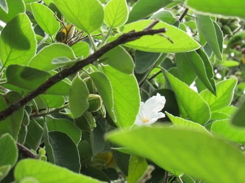 Cordia boissieri (Wild olive) — photo