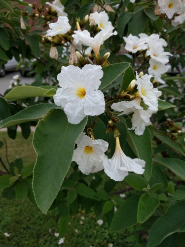 Cordia boissieri