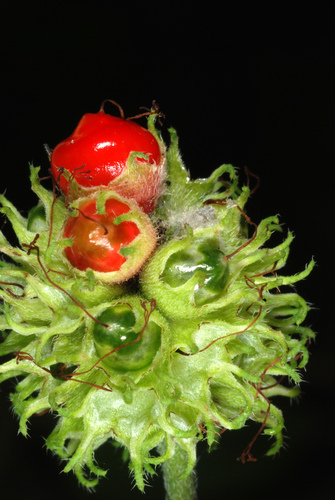 Cordia bullata var. globosa — photo