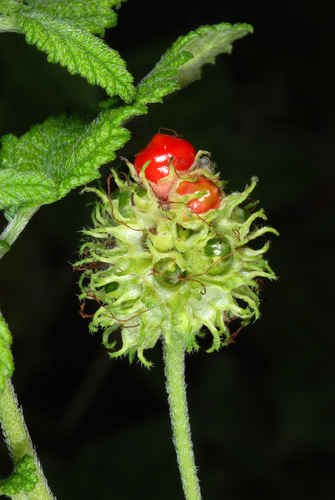 Cordia bullata var. globosa — photo