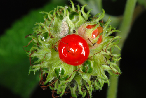 Cordia bullata var. globosa