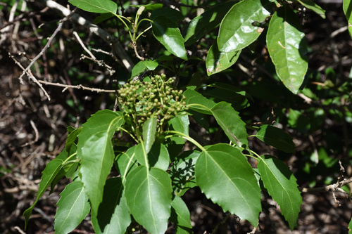 Cordia caffra (Septee saucer-berry) — photo