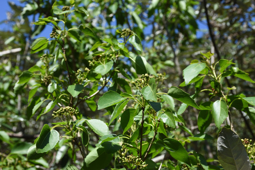 Cordia caffra (Septee saucer-berry) — photo