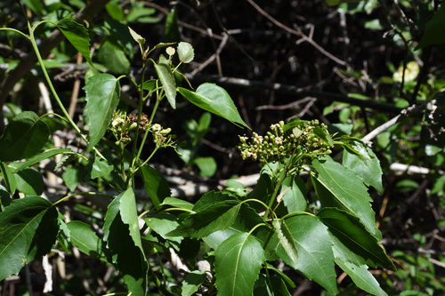 Cordia caffra