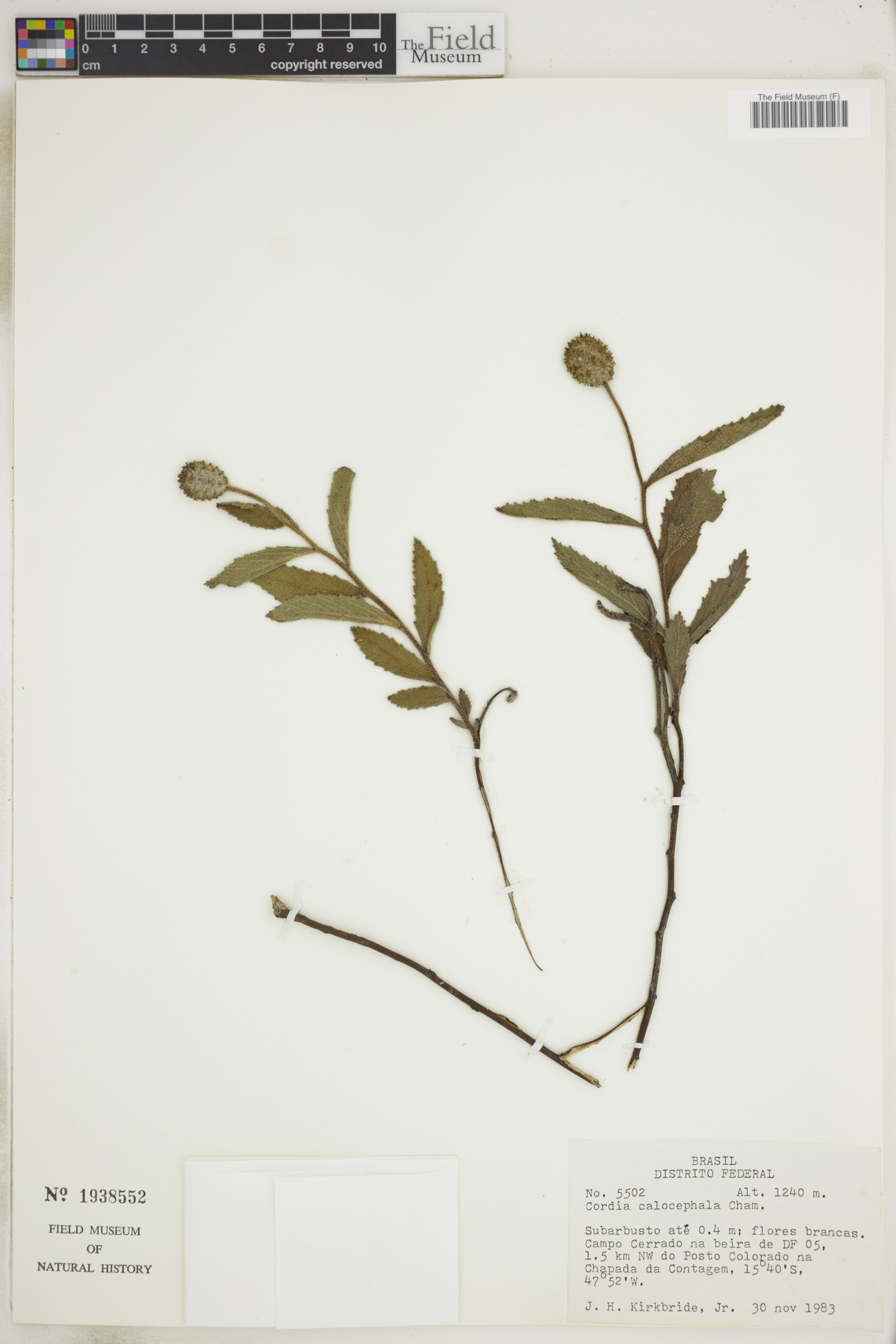 Cordia calocephala