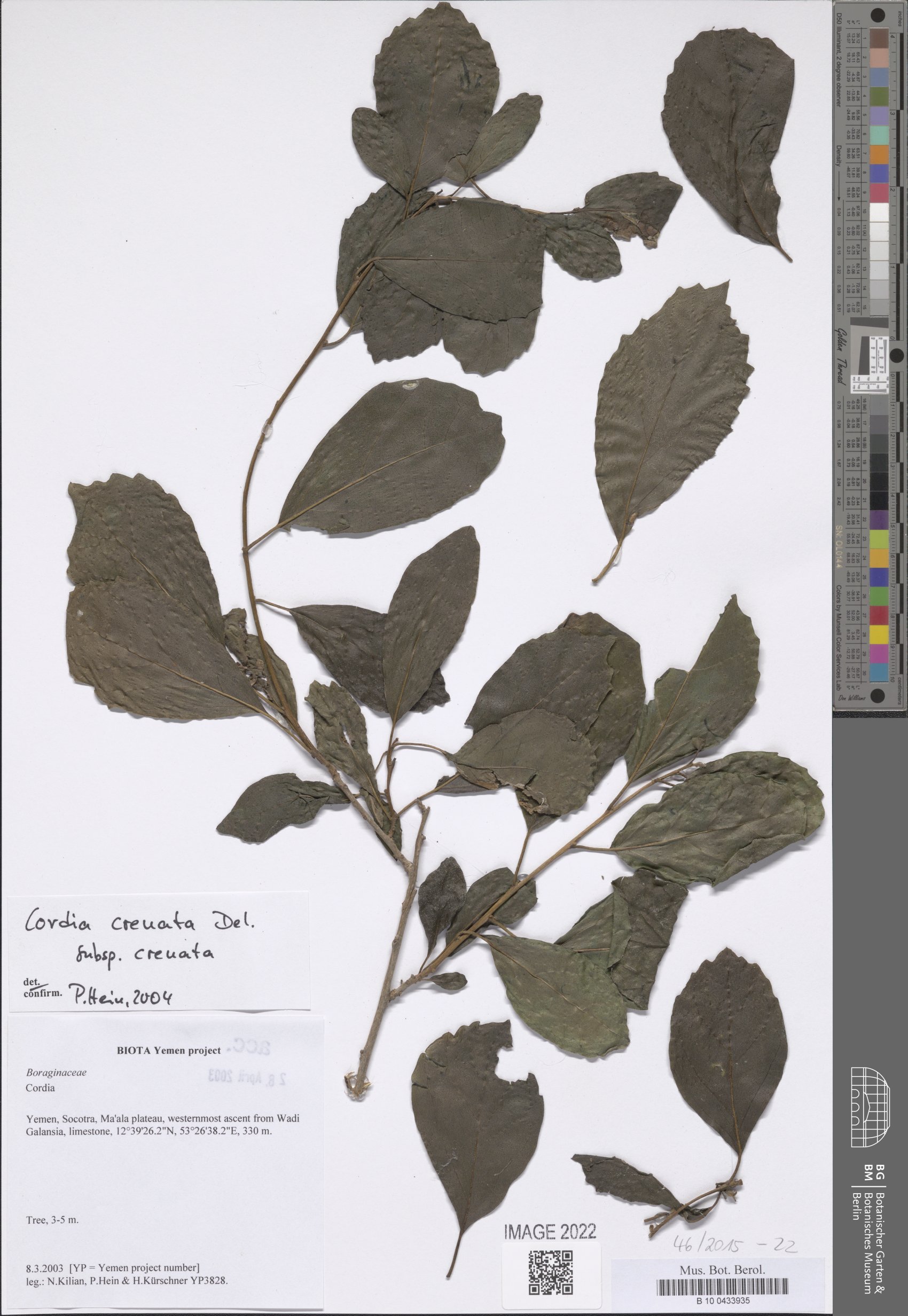 Cordia crenata — photo
