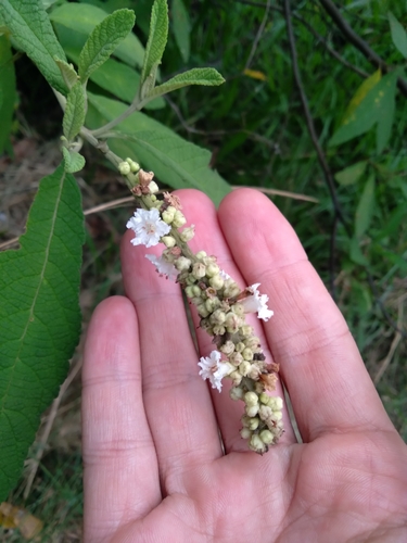 Cordia cylindrostachya — photo
