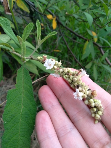 Cordia cylindrostachya — photo